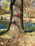 Imagine atasata: IMG_20131122_122430.jpg